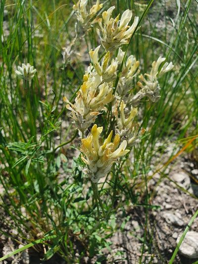 Astragalus zingeri, photographed by Анна Митрошенкова