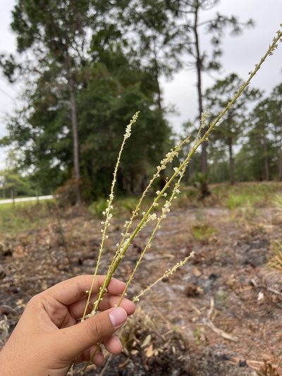 Nolina atopocarpa, photographed by Brandon Corder