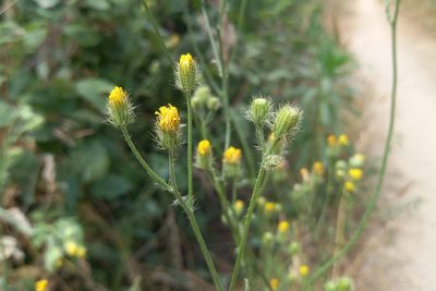 Crepis setosa, photographed by Josep Gesti