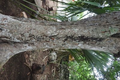 Brosimum alicastrum, photographed by Sebastián de Jesús Herrera Buenfil