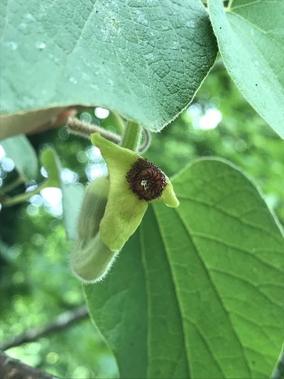 Aristolochia tomentosa, photographed by anguspritchard