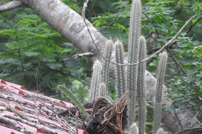 Pilosocereus gaumeri, photographed by Sebastián de Jesús Herrera Buenfil