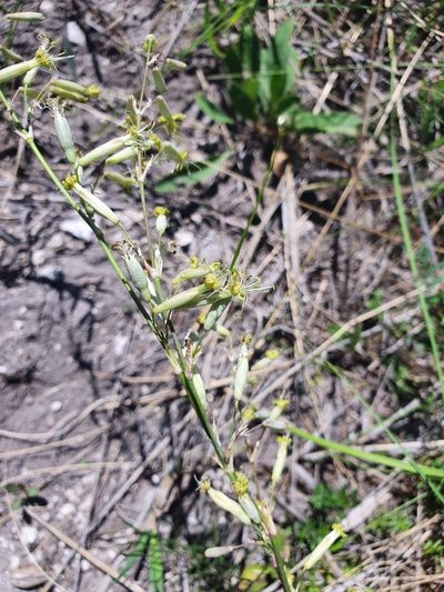Silene chlorantha, photographed by Анна Митрошенкова