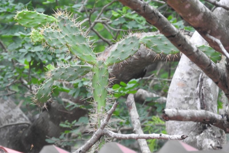 Opuntia inaperta, photographed by Sebastián de Jesús Herrera Buenfil