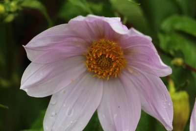 Dahlia imperialis, photographed by Andrés Ramírez-Barrera