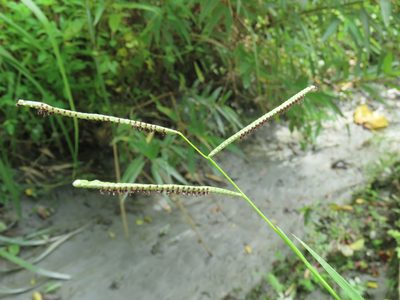 Paspalum orbiculare, photographed by chiuluan