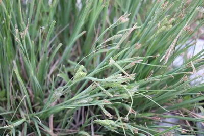 Carex lenticularis, photographed by Henry "Nick" Robertson