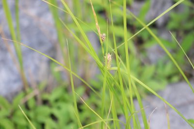 Carex pellita, photographed by Henry "Nick" Robertson