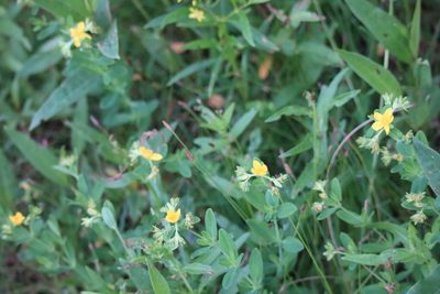 Hypericum ellipticum, photographed by Henry "Nick" Robertson