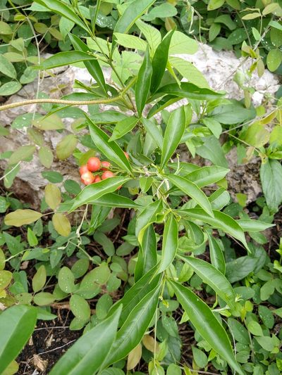 Bunchosia swartziana, photographed by Cenoteando