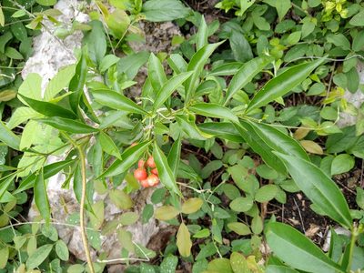 Bunchosia swartziana, photographed by Cenoteando