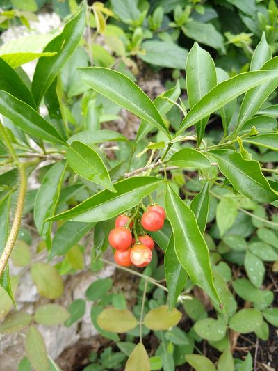 Bunchosia swartziana, photographed by Cenoteando