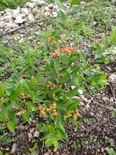 Bunchosia swartziana, photographed by Cenoteando