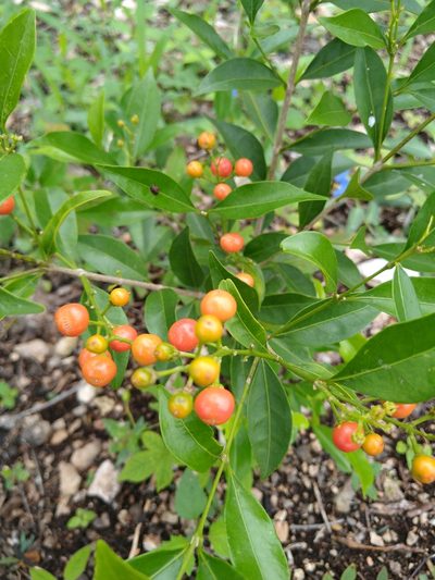 Bunchosia swartziana, photographed by Cenoteando