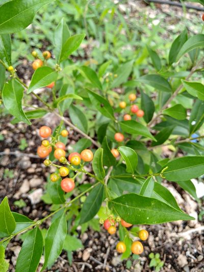 Bunchosia swartziana, photographed by Cenoteando