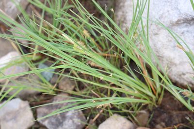 Carex lenticularis, photographed by Henry "Nick" Robertson