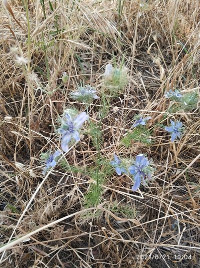 Nigella elata, photographed by Tandoğan ORUZ