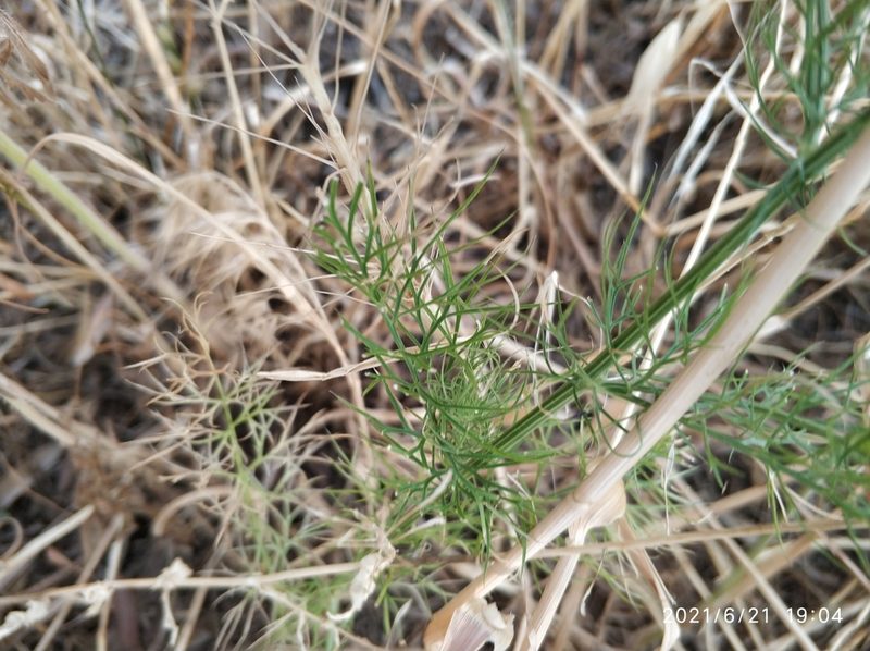 Nigella elata, photographed by Tandoğan ORUZ