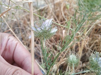 Nigella elata, photographed by Tandoğan ORUZ