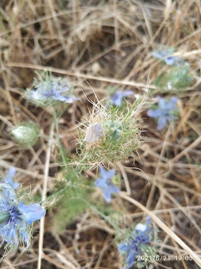 Nigella elata, photographed by Tandoğan ORUZ