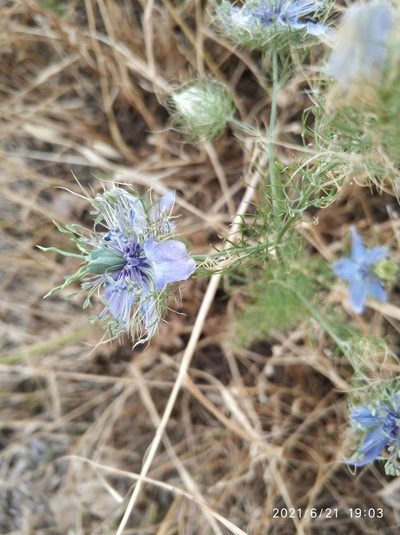 Nigella elata, photographed by Tandoğan ORUZ