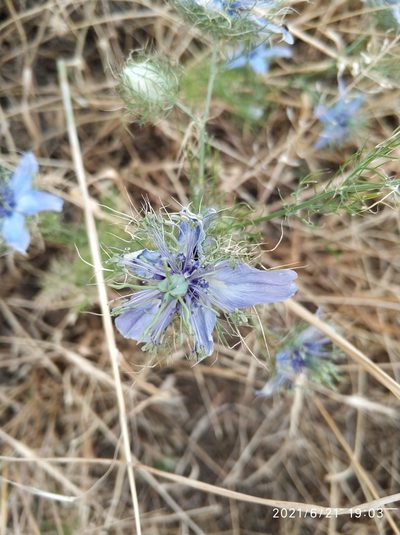 Nigella elata, photographed by Tandoğan ORUZ