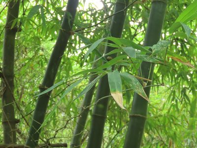 Bambusa spinosa, photographed by chiuluan