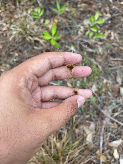 Rhynchospora fascicularis, photographed by Brandon Corder