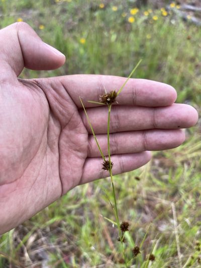 Rhynchospora microcephala, photographed by Brandon Corder