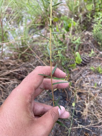 Phoebanthus grandiflorus, photographed by Brandon Corder