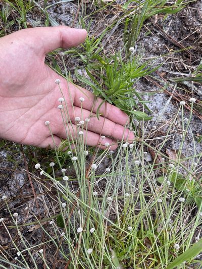 Paepalanthus beyrichianus, photographed by Brandon Corder