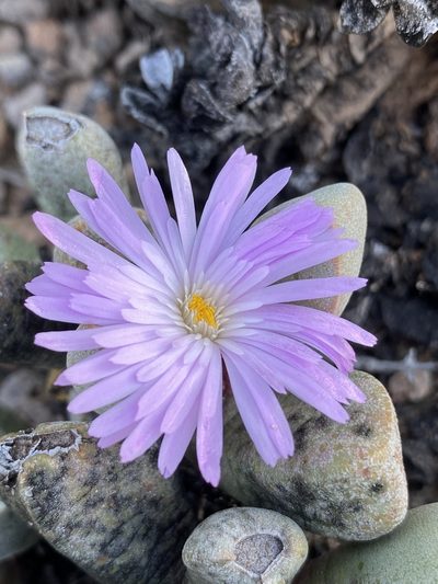 Cerochlamys pachyphylla, photographed by Dave U