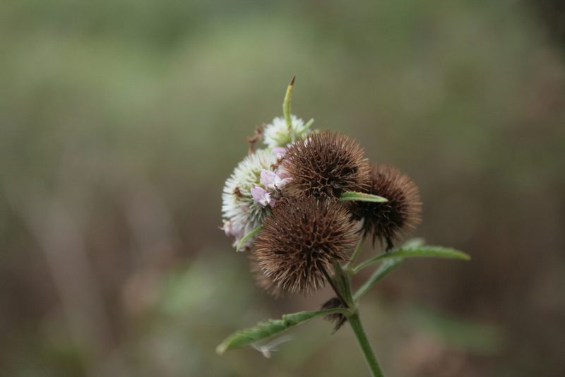 Hyptis lappacea, photographed by Patricio Cowper Coles