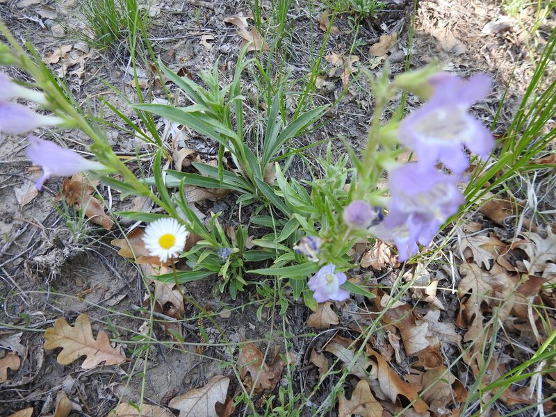 Penstemon jamesii, photographed by sudomir