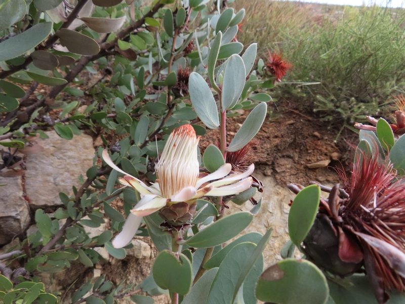 Protea punctata, photographed by linkie