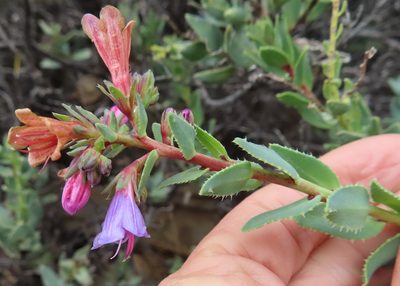 Lobostemon laevigatus, photographed by linkie