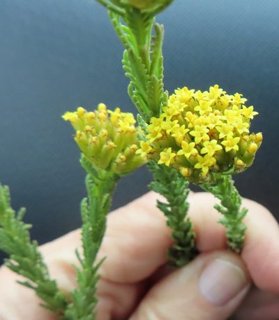 Hymenolepis dentata, photographed by linkie