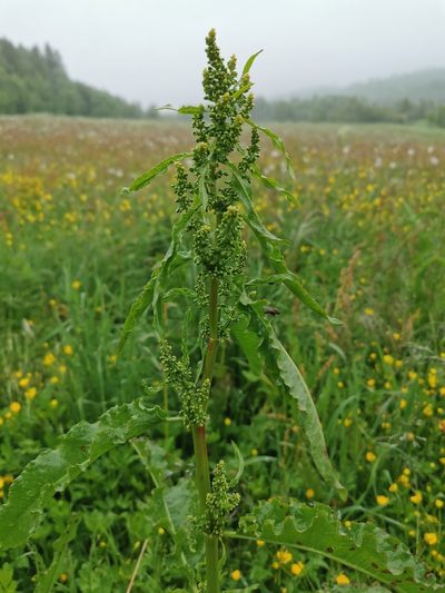 Rumex longifolius, photographed by Thor-Rune Hansen