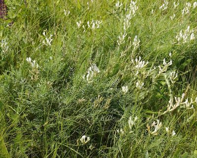 Astragalus pallescens, photographed by Roman