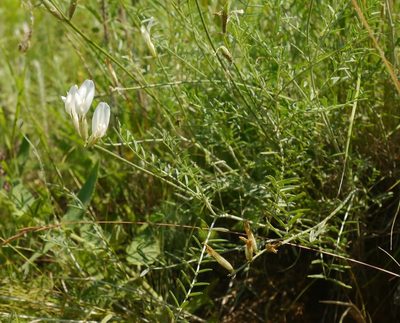 Astragalus pallescens, photographed by Roman