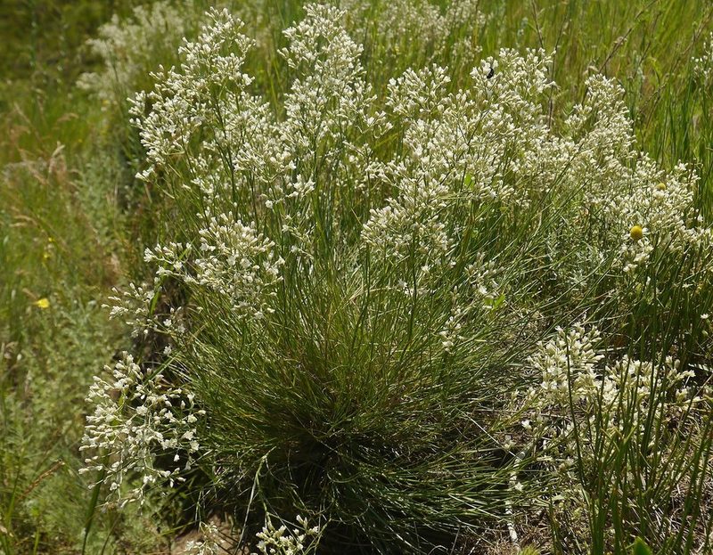 Eremogone rigida, photographed by Roman