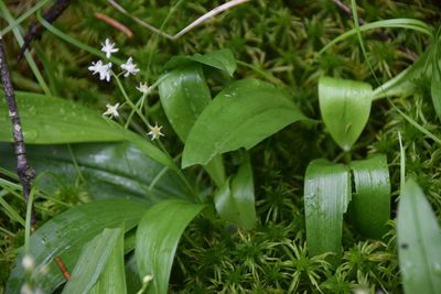 Maianthemum trifolium, photographed by Pierre Cartier