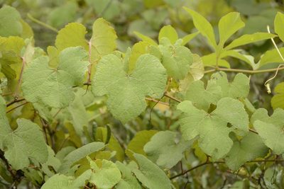 Vitis aestivalis, photographed by Siddarth Machado