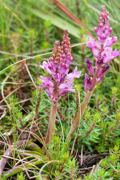 Lachenalia salteri, photographed by magriet b