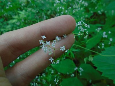 Galium concinnum, photographed by Daniel J. Layton