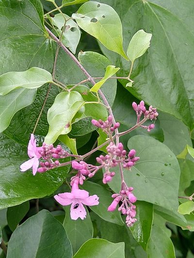 Fridericia floribunda, photographed by Cenoteando