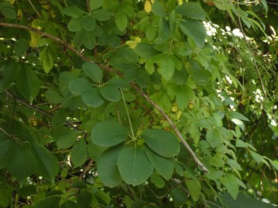 Akebia quinata, photographed by Brian White