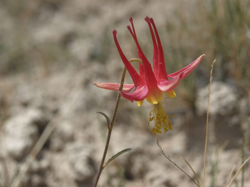 Aquilegia shockleyi, photographed by Jim Morefield