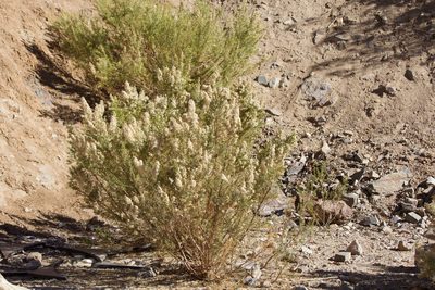 Baccharis linearis, photographed by Ben Lyle Bedard
