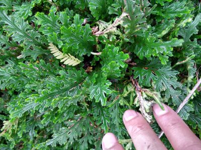 Selaginella convoluta, photographed by Cenoteando